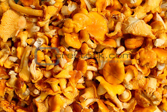 chanterelle mushrooms on the entire frame