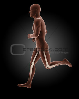 jogging male medical skeleton