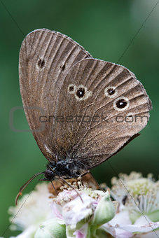 Ringlet Butterfly (Aphantopus hyperantus) on Bramble Blossom