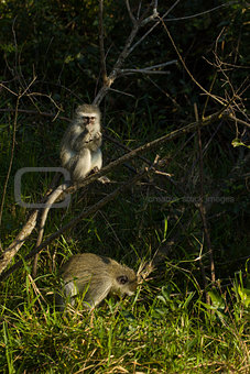 Vervet monkeys - Chlorocebus pygerythrus