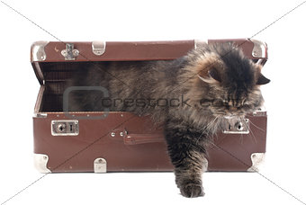 Cat gets out of an vintage suitcase
