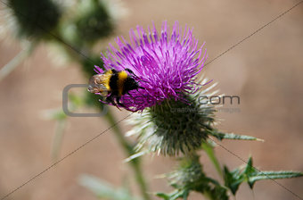 Bumble bee searching for nectar on a thistle
