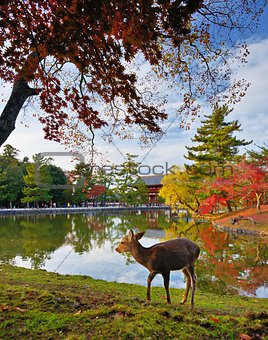 Nara Deer