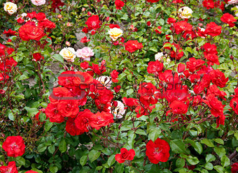 Roses on flowerbed
