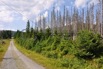 Forest destroyed by bark beetle