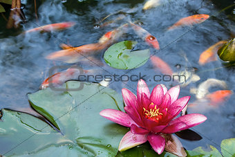 Water Lily Flower Blooming in Koi Pond
