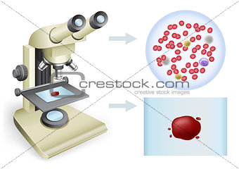 blood under a microscope