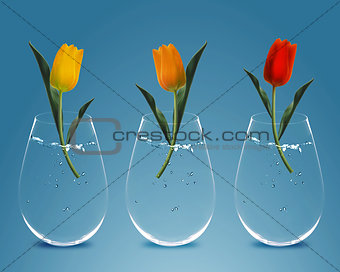 Three colorful Tulips 