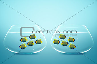 Two group of Enemies angelfish in two fishbowls
