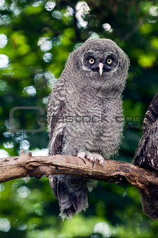 An young Great Grey Owl