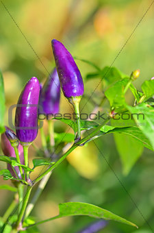 Purple bell pepper growing 