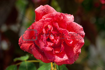 Garden red rose covered with water droplets