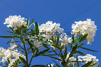 Branch of white flowers