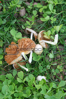 fungus in garden