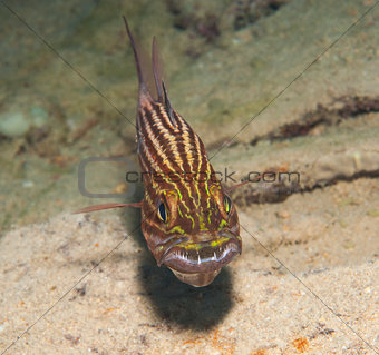 Male tiger cardinalfish on a tropical reef