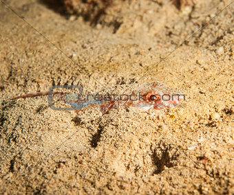 Reef lizardfish hiding in the sand
