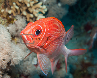 Tailspot squirrelfish on a coral reef