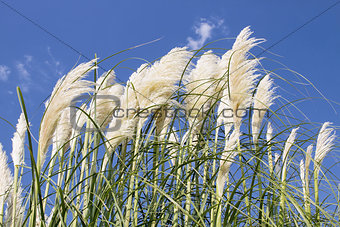 White Pampas Grass with Flower