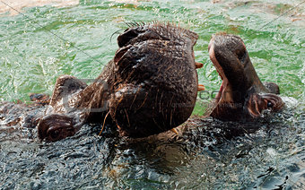 The hippopotamus (Hippopotamus amphibius), or hippo