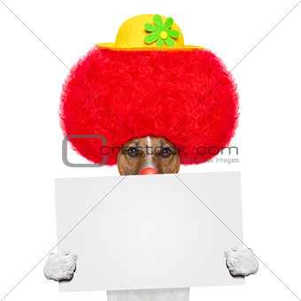 clown dog with red wig and hat