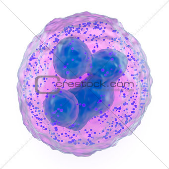 Basophil granulocyte