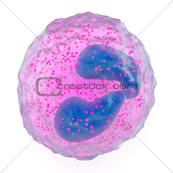 Eosinophil granulocyte