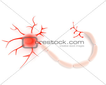 Neuron or nerve cell
