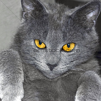 Gray British cat portrait