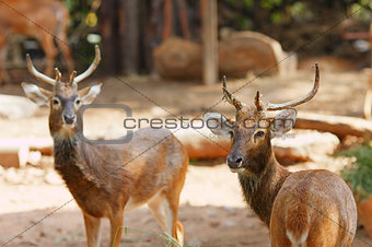 Siamese Eld's deers