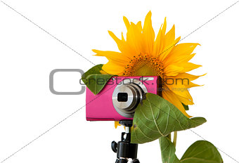 Sunflower photographer