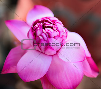 Pink fresh lotus bud flower