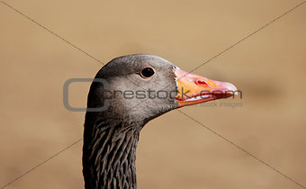 Closeup of a greylag goose head 