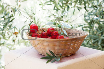 Basket of red tomatoes with olive tree branch on background