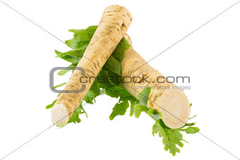 Horseradish and radish leaves