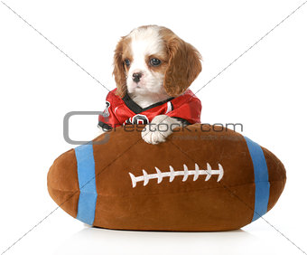 sports hound