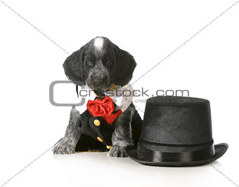 formal puppy