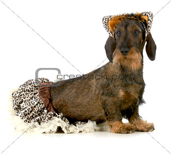 dog wearing cat costume