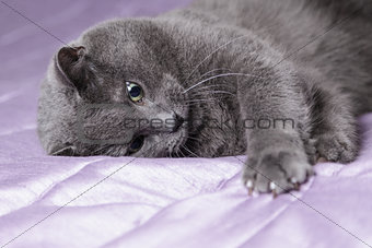 playful british shorthair cat close up portrait