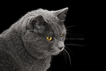 british shorthair cat looking back