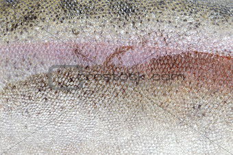 texture of trout scale