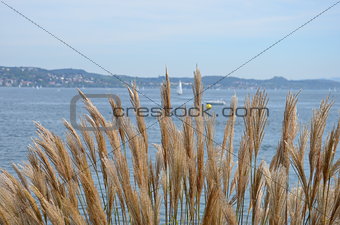Reeds swayed by the wind