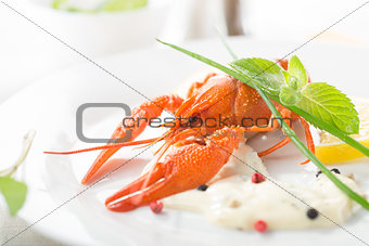Red lobster on a white plate