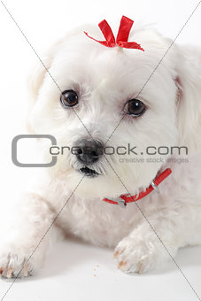 Cute puppy dog with red ribbon
