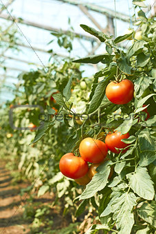 Tomatoes tassel in greenhouse