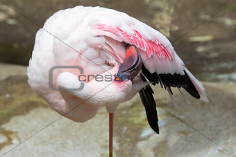 Flamingo Standing on One Leg Grooming