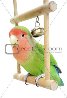 Lovebird on swing