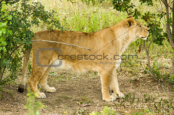 Lion female