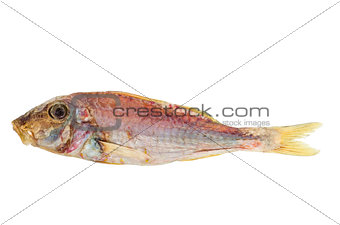 Salted and dried Red mullet fish