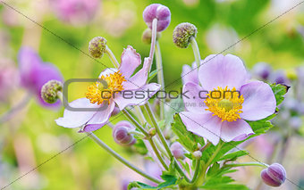 lila flowers, macro