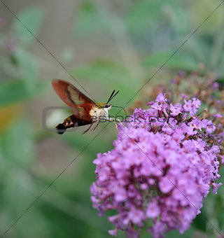  Hummingbird Moth